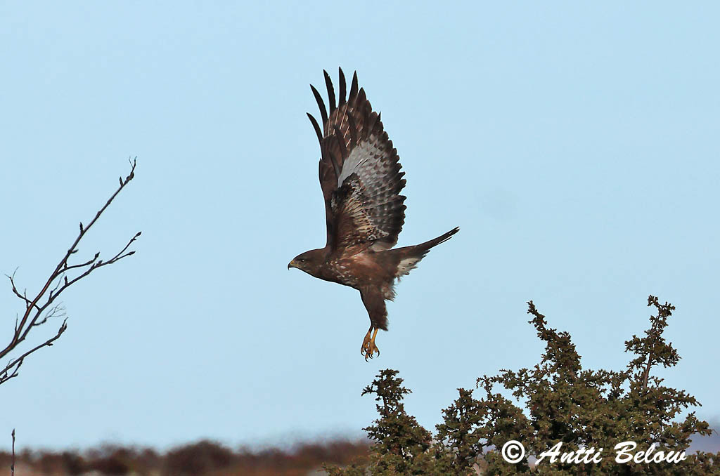 Hammarland Signilskär 3/2025
Avainsanat: Aligot comú Musvåge Buizerd Common Buzzard Hiireviu Hiirihaukka Buse variable Mäusebussard Egerészölyv Músvákur Poiana Musvåk Águia-d'asa-redonda Buteo buteo Busardo Ratonero Ormvråk