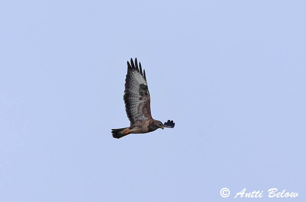 Hammarland Signilskär 3/2025
Avainsanat: Aligot comú Musvåge Buizerd Common Buzzard Hiireviu Hiirihaukka Buse variable Mäusebussard Egerészölyv Músvákur Poiana Musvåk Águia-d'asa-redonda Buteo buteo Busardo Ratonero Ormvråk