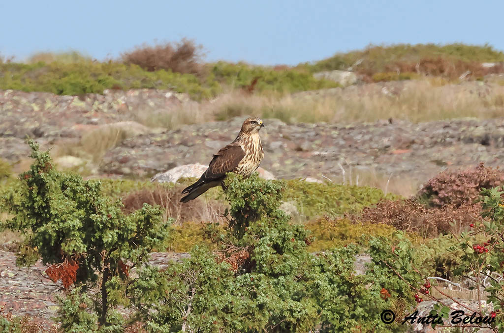 Hammarland Signilskär 2024
Avainsanat: Aligot comú Musvåge Buizerd Common Buzzard Hiireviu Hiirihaukka Buse variable Mäusebussard Egerészölyv Músvákur Poiana Musvåk Águia-d'asa-redonda Buteo buteo Busardo Ratonero Ormvråk