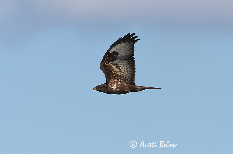 Avainsanat: Aligot comú Musvåge Buizerd Common Buzzard Hiireviu Hiirihaukka Buse variable Mäusebussard Egerészölyv Músvákur Poiana Musvåk Águia-d'asa-redonda Buteo buteo Busardo Ratonero Ormvråk