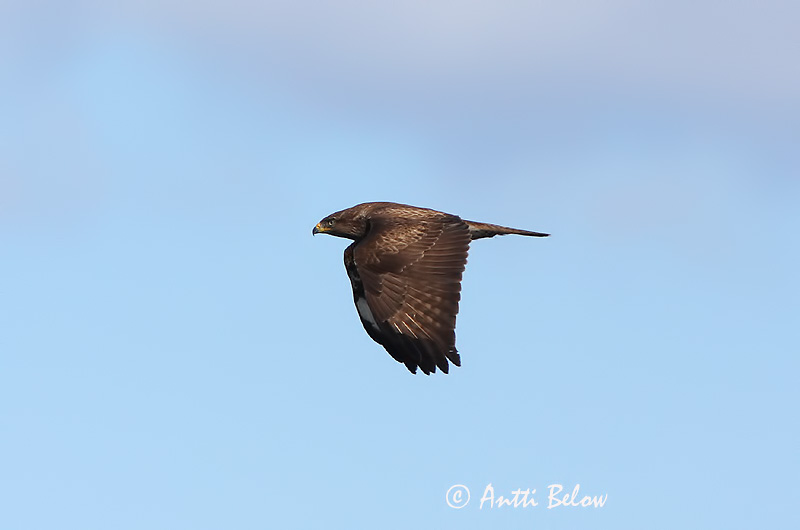 Avainsanat: Aligot comú Musvåge Buizerd Common Buzzard Hiireviu Hiirihaukka Buse variable Mäusebussard Egerészölyv Músvákur Poiana Musvåk Águia-d'asa-redonda Buteo buteo Busardo Ratonero Ormvråk