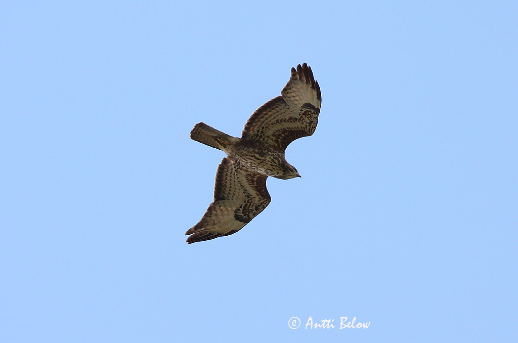 Avainsanat: Aligot comú Musvåge Buizerd Common Buzzard Hiireviu Hiirihaukka Buse variable Mäusebussard Egerészölyv Músvákur Poiana Musvåk Águia-d'asa-redonda Buteo buteo Busardo Ratonero Ormvråk