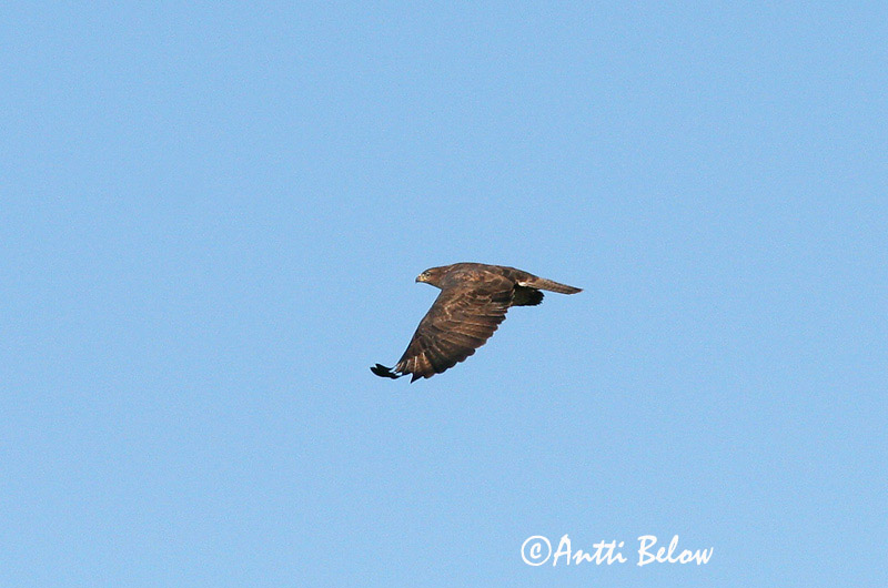 Avainsanat: Aligot comú Musvåge Buizerd Common Buzzard Hiireviu Hiirihaukka Buse variable Mäusebussard Egerészölyv Músvákur Poiana Musvåk Águia-d'asa-redonda Buteo buteo Busardo Ratonero Ormvråk
