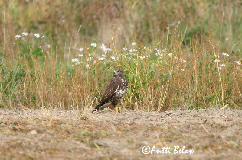 Avainsanat: Aligot comú Musvåge Buizerd Common Buzzard Hiireviu Hiirihaukka Buse variable Mäusebussard Egerészölyv Músvákur Poiana Musvåk Águia-d'asa-redonda Buteo buteo Busardo Ratonero Ormvråk