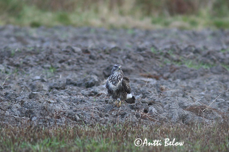 Avainsanat: Aligot comú Musvåge Buizerd Common Buzzard Hiireviu Hiirihaukka Buse variable Mäusebussard Egerészölyv Músvákur Poiana Musvåk Águia-d'asa-redonda Buteo buteo Busardo Ratonero Ormvråk