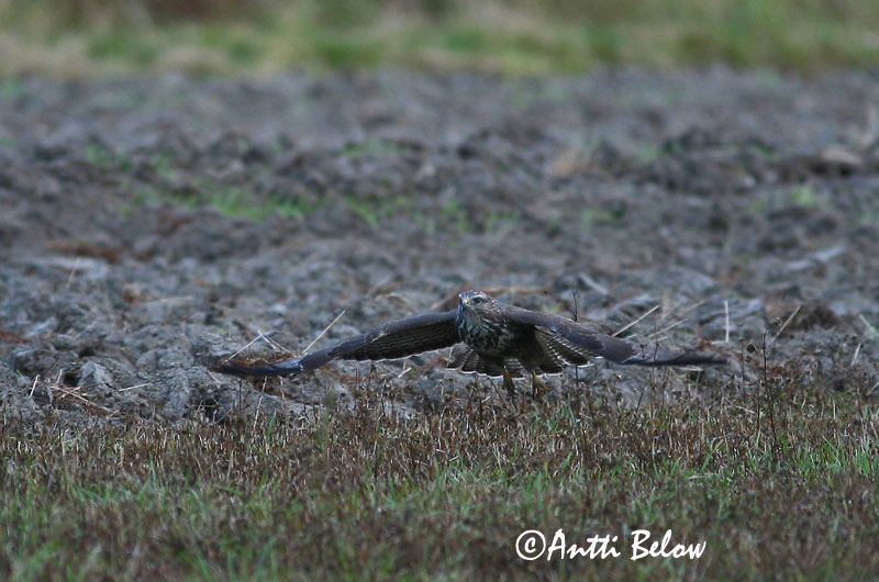 Avainsanat: Aligot comú Musvåge Buizerd Common Buzzard Hiireviu Hiirihaukka Buse variable Mäusebussard Egerészölyv Músvákur Poiana Musvåk Águia-d'asa-redonda Buteo buteo Busardo Ratonero Ormvråk