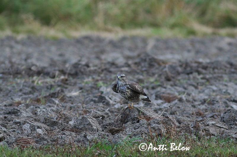 Avainsanat: Aligot comú Musvåge Buizerd Common Buzzard Hiireviu Hiirihaukka Buse variable Mäusebussard Egerészölyv Músvákur Poiana Musvåk Águia-d'asa-redonda Buteo buteo Busardo Ratonero Ormvråk