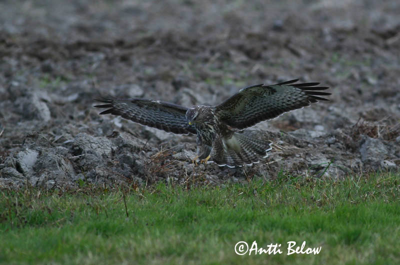 Avainsanat: Aligot comú Musvåge Buizerd Common Buzzard Hiireviu Hiirihaukka Buse variable Mäusebussard Egerészölyv Músvákur Poiana Musvåk Águia-d'asa-redonda Buteo buteo Busardo Ratonero Ormvråk