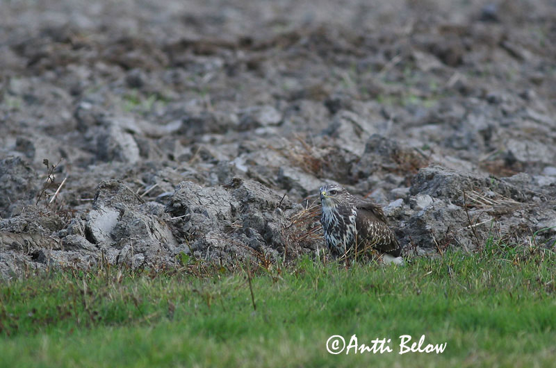 Avainsanat: Aligot comú Musvåge Buizerd Common Buzzard Hiireviu Hiirihaukka Buse variable Mäusebussard Egerészölyv Músvákur Poiana Musvåk Águia-d'asa-redonda Buteo buteo Busardo Ratonero Ormvråk