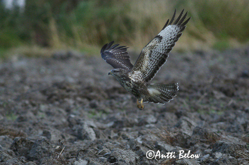 Avainsanat: Aligot comú Musvåge Buizerd Common Buzzard Hiireviu Hiirihaukka Buse variable Mäusebussard Egerészölyv Músvákur Poiana Musvåk Águia-d'asa-redonda Buteo buteo Busardo Ratonero Ormvråk
