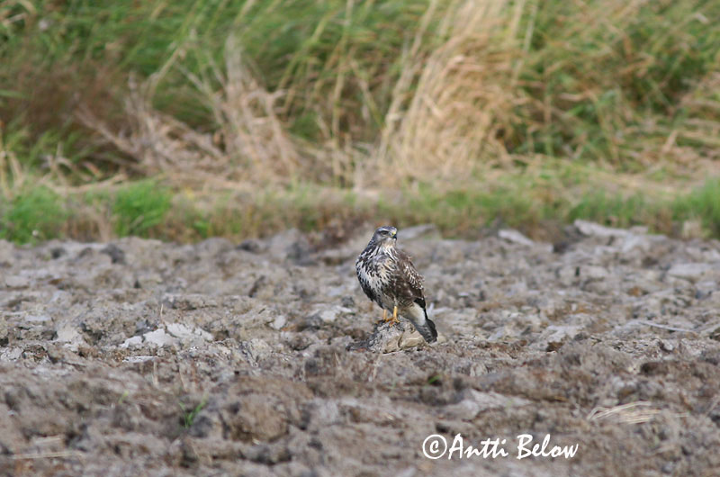 Avainsanat: Aligot comú Musvåge Buizerd Common Buzzard Hiireviu Hiirihaukka Buse variable Mäusebussard Egerészölyv Músvákur Poiana Musvåk Águia-d'asa-redonda Buteo buteo Busardo Ratonero Ormvråk