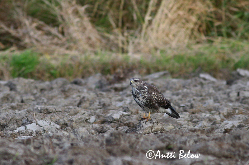 Avainsanat: Aligot comú Musvåge Buizerd Common Buzzard Hiireviu Hiirihaukka Buse variable Mäusebussard Egerészölyv Músvákur Poiana Musvåk Águia-d'asa-redonda Buteo buteo Busardo Ratonero Ormvråk