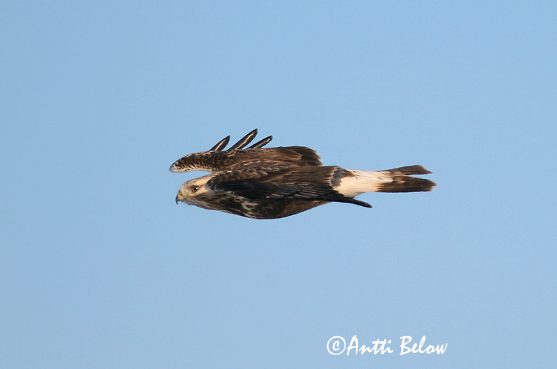 Avainsanat: Aligot calçat Fjeldvåge Ruigpootbuizerd Rough-legged Buzzard Karvasjalg-viu Piekana Buse pattue Rauhfußbussard Gatyás ölyv Fjallvákur Poiana calzata Fjellvåk Búteo-calçado Buteo lagopus Busardo Calzado Fjällvråk