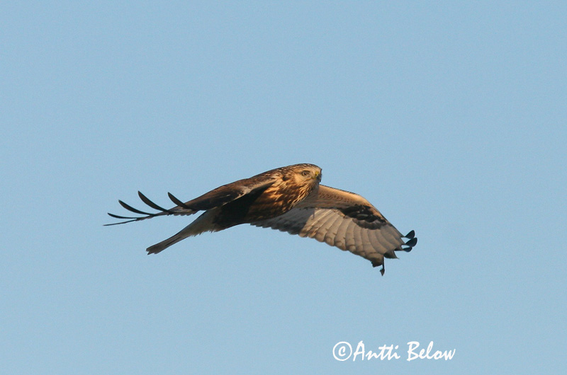 Avainsanat: Aligot calçat Fjeldvåge Ruigpootbuizerd Rough-legged Buzzard Karvasjalg-viu Piekana Buse pattue Rauhfußbussard Gatyás ölyv Fjallvákur Poiana calzata Fjellvåk Búteo-calçado Buteo lagopus Busardo Calzado Fjällvråk