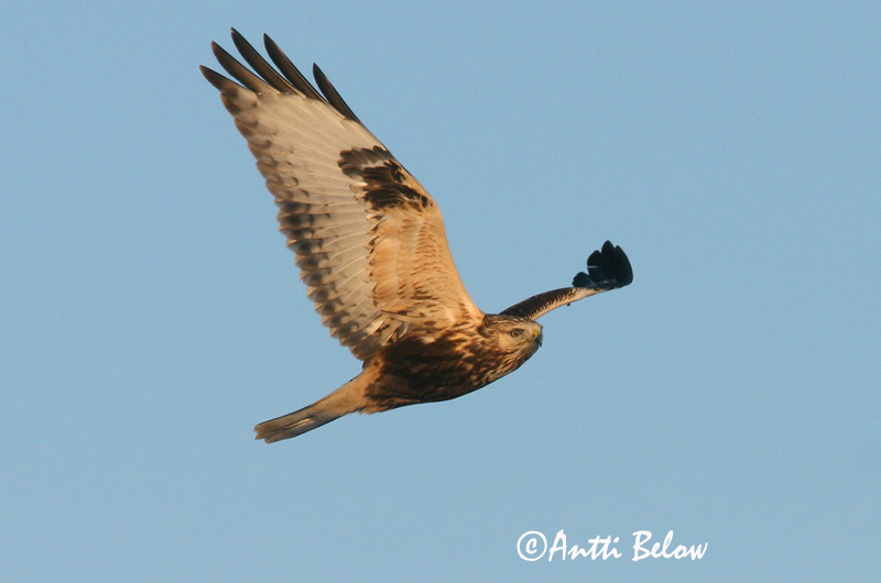 Avainsanat: Aligot calçat Fjeldvåge Ruigpootbuizerd Rough-legged Buzzard Karvasjalg-viu Piekana Buse pattue Rauhfußbussard Gatyás ölyv Fjallvákur Poiana calzata Fjellvåk Búteo-calçado Buteo lagopus Busardo Calzado Fjällvråk