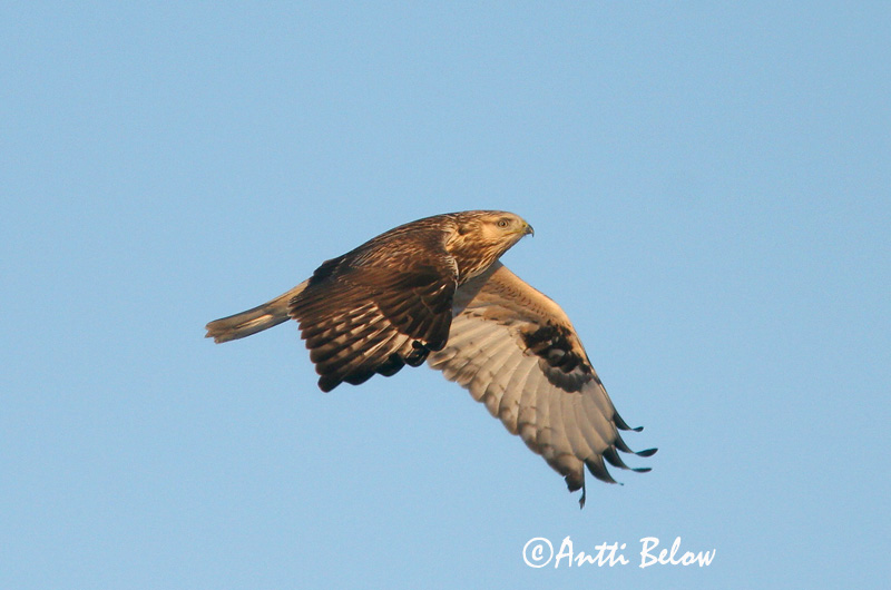 Avainsanat: Aligot calçat Fjeldvåge Ruigpootbuizerd Rough-legged Buzzard Karvasjalg-viu Piekana Buse pattue Rauhfußbussard Gatyás ölyv Fjallvákur Poiana calzata Fjellvåk Búteo-calçado Buteo lagopus Busardo Calzado Fjällvråk