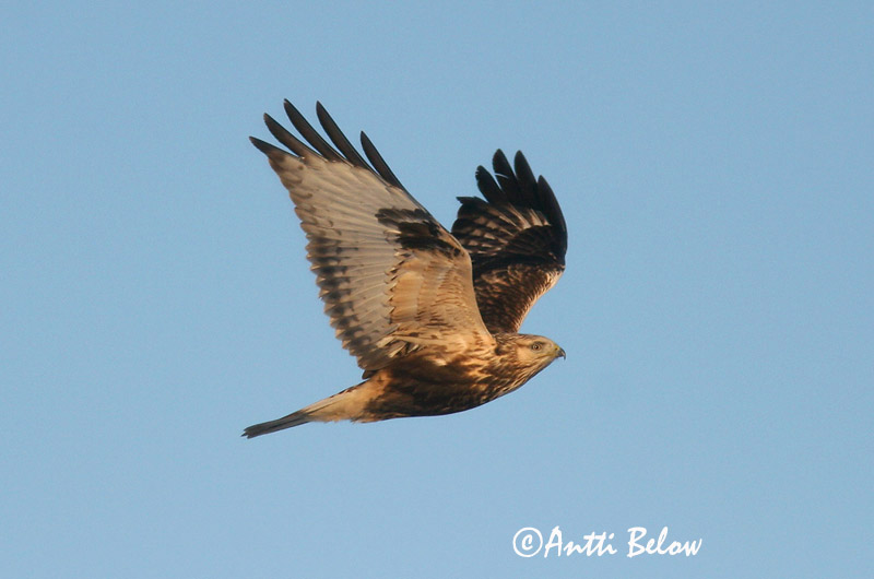 Avainsanat: Aligot calçat Fjeldvåge Ruigpootbuizerd Rough-legged Buzzard Karvasjalg-viu Piekana Buse pattue Rauhfußbussard Gatyás ölyv Fjallvákur Poiana calzata Fjellvåk Búteo-calçado Buteo lagopus Busardo Calzado Fjällvråk