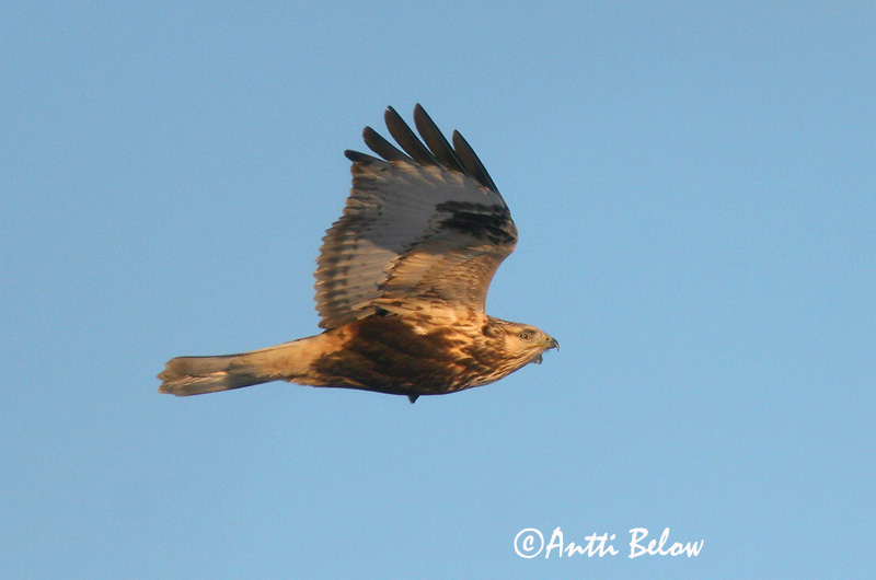 Avainsanat: Aligot calçat Fjeldvåge Ruigpootbuizerd Rough-legged Buzzard Karvasjalg-viu Piekana Buse pattue Rauhfußbussard Gatyás ölyv Fjallvákur Poiana calzata Fjellvåk Búteo-calçado Buteo lagopus Busardo Calzado Fjällvråk