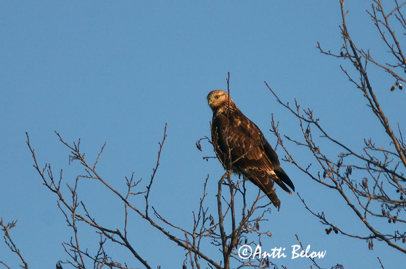Avainsanat: Aligot calçat Fjeldvåge Ruigpootbuizerd Rough-legged Buzzard Karvasjalg-viu Piekana Buse pattue Rauhfußbussard Gatyás ölyv Fjallvákur Poiana calzata Fjellvåk Búteo-calçado Buteo lagopus Busardo Calzado Fjällvråk