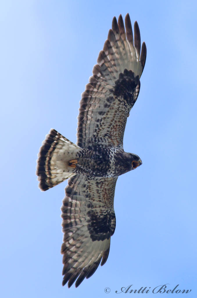 Avainsanat: Aligot calçat Fjeldvåge Ruigpootbuizerd Rough-legged Buzzard Karvasjalg-viu Piekana Buse pattue Rauhfußbussard Gatyás ölyv Fjallvákur Poiana calzata Fjellvåk Búteo-calçado Buteo lagopus Busardo Calzado Fjällvråk