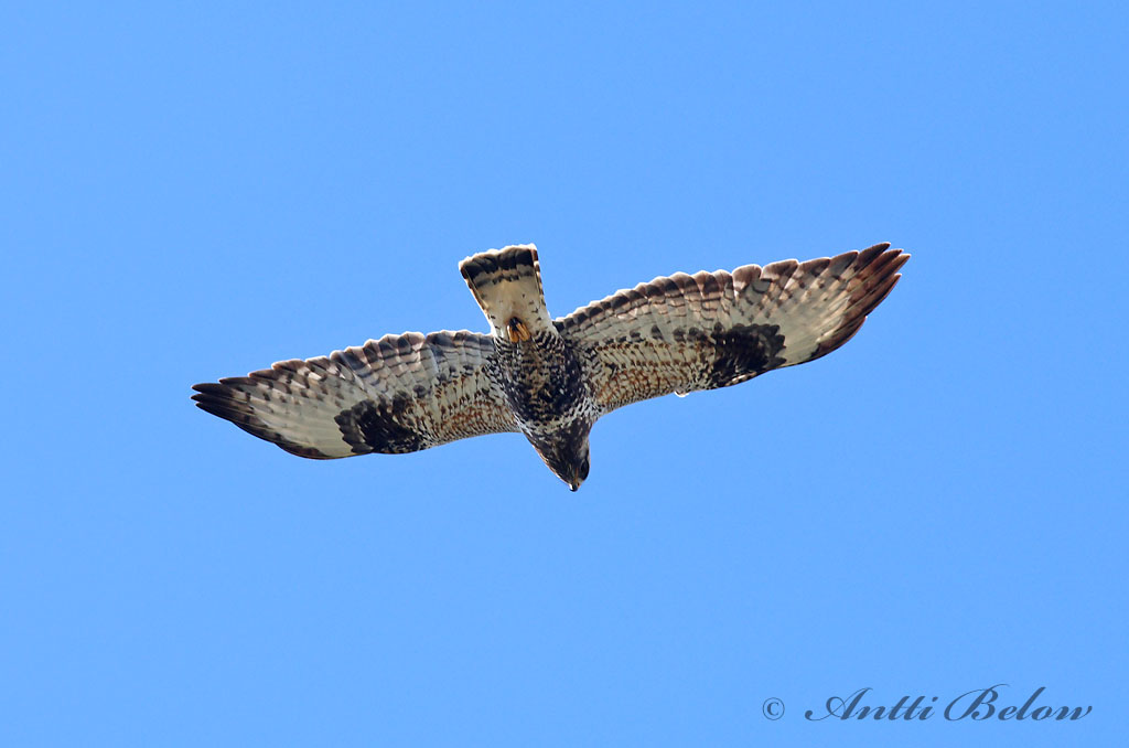 Avainsanat: Aligot calçat Fjeldvåge Ruigpootbuizerd Rough-legged Buzzard Karvasjalg-viu Piekana Buse pattue Rauhfußbussard Gatyás ölyv Fjallvákur Poiana calzata Fjellvåk Búteo-calçado Buteo lagopus Busardo Calzado Fjällvråk