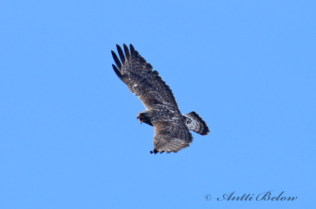Avainsanat: Aligot calçat Fjeldvåge Ruigpootbuizerd Rough-legged Buzzard Karvasjalg-viu Piekana Buse pattue Rauhfußbussard Gatyás ölyv Fjallvákur Poiana calzata Fjellvåk Búteo-calçado Buteo lagopus Busardo Calzado Fjällvråk