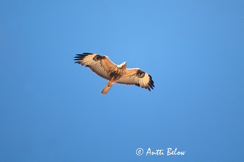Avainsanat: Aligot rogenc Ørnevåge Arendbuizerd Long-legged Buzzard Arohiirihaukka Buse féroce Adlerbussard Pusztai ölyv Arnvákur Poiana codabianca Ørnvåk Búteo-mouro Buteo rufinus Buzardo Moro Örnvråk