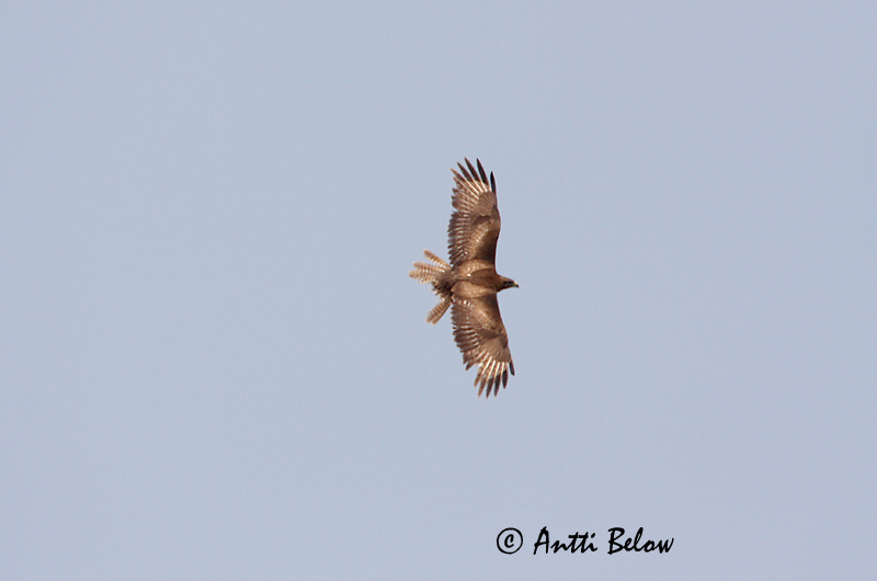 Avainsanat: Aligot rogenc Ørnevåge Arendbuizerd Long-legged Buzzard Arohiirihaukka Buse féroce Adlerbussard Pusztai ölyv Arnvákur Poiana codabianca Ørnvåk Búteo-mouro Buteo rufinus Buzardo Moro Örnvråk