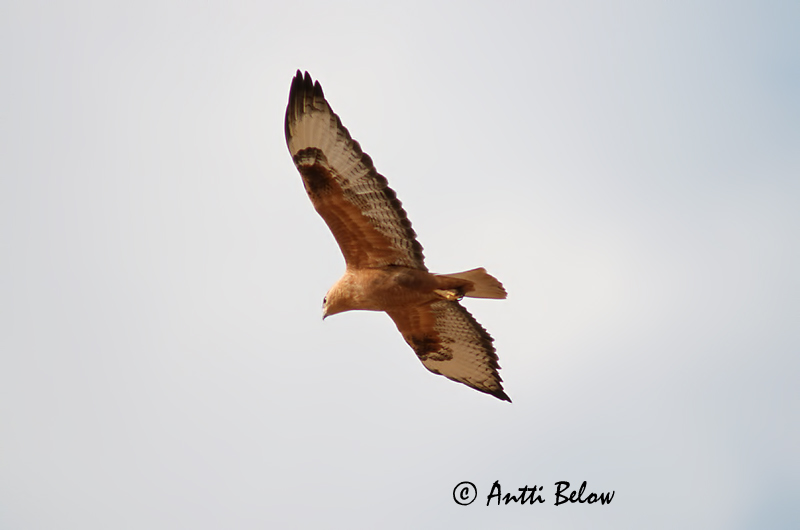 Avainsanat: Aligot rogenc Ørnevåge Arendbuizerd Long-legged Buzzard Arohiirihaukka Buse féroce Adlerbussard Pusztai ölyv Arnvákur Poiana codabianca Ørnvåk Búteo-mouro Buteo rufinus Buzardo Moro Örnvråk