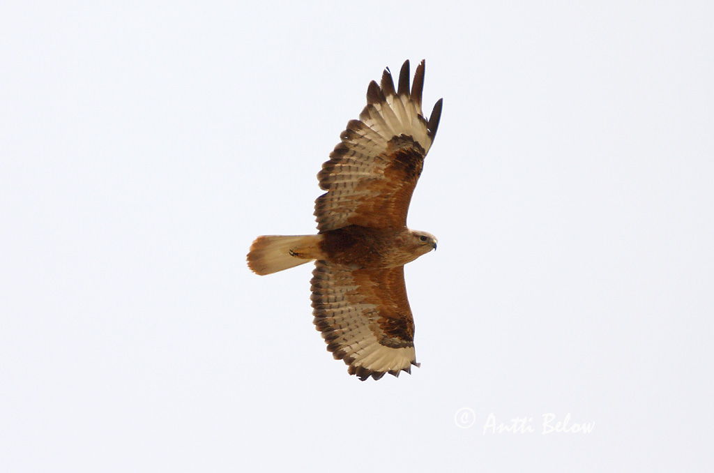 Avainsanat: Aligot rogenc Ørnevåge Arendbuizerd Long-legged Buzzard Arohiirihaukka Buse féroce Adlerbussard Pusztai ölyv Arnvákur Poiana codabianca Ørnvåk Búteo-mouro Buteo rufinus Buzardo Moro Örnvråk