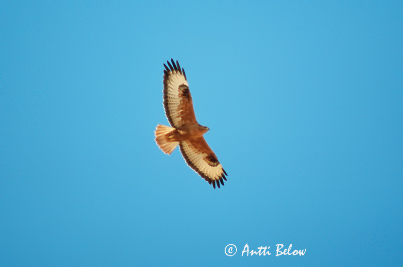Avainsanat: Aligot rogenc Ørnevåge Arendbuizerd Long-legged Buzzard Arohiirihaukka Buse féroce Adlerbussard Pusztai ölyv Arnvákur Poiana codabianca Ørnvåk Búteo-mouro Buteo rufinus Buzardo Moro Örnvråk
