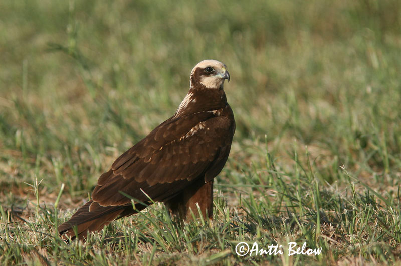Avainsanat: Arpella vulgar Rørhøg Bruine kiekendief Western Marsh Harrier Roo-loorkull Ruskosuohaukka Busard des roseaux Rohrweihe Barna rétihéja Brúnheiðir Sivhauk Tartaranhão-ruivo-dos-paúis Circus aeruginosus Aguilucho Lagunero Occidental Brun kärrhök