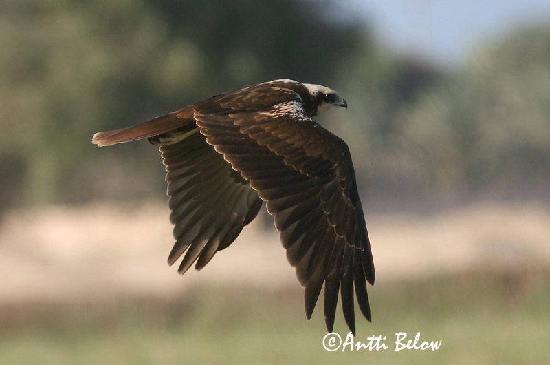 Avainsanat: Arpella vulgar Rørhøg Bruine kiekendief Western Marsh Harrier Roo-loorkull Ruskosuohaukka Busard des roseaux Rohrweihe Barna rétihéja Brúnheiðir Sivhauk Tartaranhão-ruivo-dos-paúis Circus aeruginosus Aguilucho Lagunero Occidental Brun kärrhök