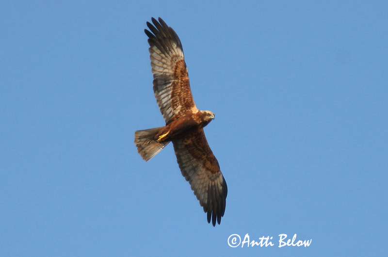 Avainsanat: Arpella vulgar Rørhøg Bruine kiekendief Western Marsh Harrier Roo-loorkull Ruskosuohaukka Busard des roseaux Rohrweihe Barna rétihéja Brúnheiðir Sivhauk Tartaranhão-ruivo-dos-paúis Circus aeruginosus Aguilucho Lagunero Occidental Brun kärrhök