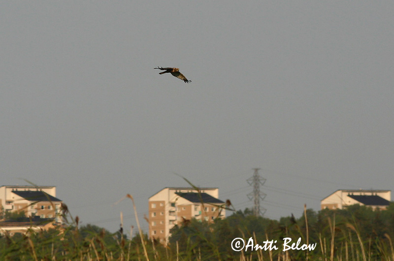 Avainsanat: Arpella vulgar Rørhøg Bruine kiekendief Western Marsh Harrier Roo-loorkull Ruskosuohaukka Busard des roseaux Rohrweihe Barna rétihéja Brúnheiðir Sivhauk Tartaranhão-ruivo-dos-paúis Circus aeruginosus Aguilucho Lagunero Occidental Brun kärrhök