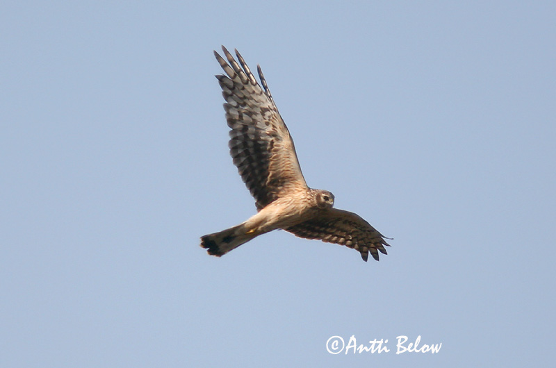 Avainsanat: Arpella pàllida Blå kærhøg Blauwe kiekendief Hen Harrier Välja-loorkull Sinisuohaukka Busard Saint-Martin Kornweihe Kékes rétihéja Bláheiðir Myrhauk Tartaranhão-azulado Circus cyaneus Aguilucho Pálido Blå kärrhök
