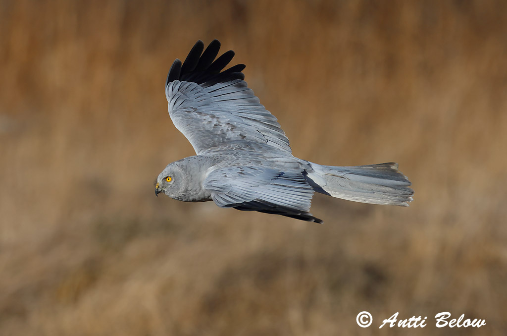 Signilskär 4/2025
Avainsanat: Arpella pàllida Blå kærhøg Blauwe kiekendief Hen Harrier Välja-loorkull Sinisuohaukka Busard Saint-Martin Kornweihe Kékes rétihéja Bláheiðir Myrhauk Tartaranhão-azulado Circus cyaneus Aguilucho Pálido Blå kärrhök