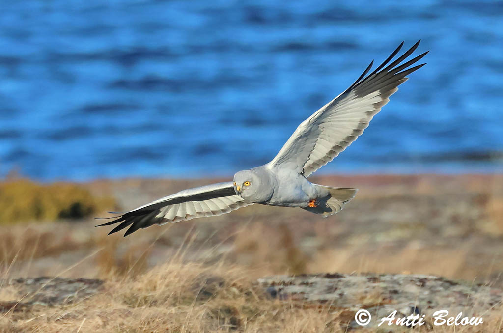 Signilskär 4/2025
Avainsanat: Arpella pàllida Blå kærhøg Blauwe kiekendief Hen Harrier Välja-loorkull Sinisuohaukka Busard Saint-Martin Kornweihe Kékes rétihéja Bláheiðir Myrhauk Tartaranhão-azulado Circus cyaneus Aguilucho Pálido Blå kärrhök