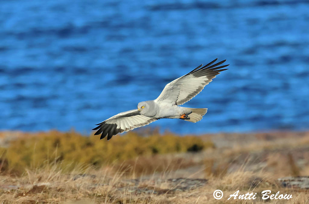 Signilskär 4/2025
Avainsanat: Arpella pàllida Blå kærhøg Blauwe kiekendief Hen Harrier Välja-loorkull Sinisuohaukka Busard Saint-Martin Kornweihe Kékes rétihéja Bláheiðir Myrhauk Tartaranhão-azulado Circus cyaneus Aguilucho Pálido Blå kärrhök