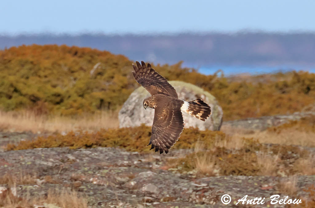 Signilskär 4/2025
Avainsanat: Arpella pàllida Blå kærhøg Blauwe kiekendief Hen Harrier Välja-loorkull Sinisuohaukka Busard Saint-Martin Kornweihe Kékes rétihéja Bláheiðir Myrhauk Tartaranhão-azulado Circus cyaneus Aguilucho Pálido Blå kärrhök