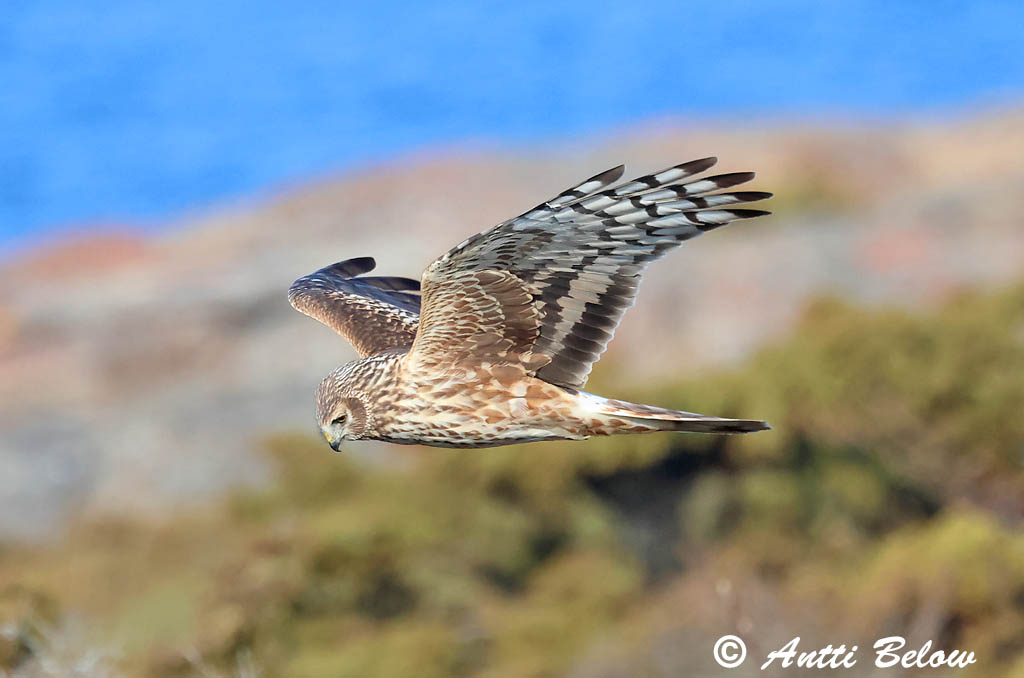 Signilskär 4/2025
Avainsanat: Arpella pàllida Blå kærhøg Blauwe kiekendief Hen Harrier Välja-loorkull Sinisuohaukka Busard Saint-Martin Kornweihe Kékes rétihéja Bláheiðir Myrhauk Tartaranhão-azulado Circus cyaneus Aguilucho Pálido Blå kärrhök