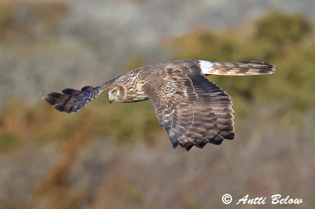Signilskär 4/2025
Avainsanat: Arpella pàllida Blå kærhøg Blauwe kiekendief Hen Harrier Välja-loorkull Sinisuohaukka Busard Saint-Martin Kornweihe Kékes rétihéja Bláheiðir Myrhauk Tartaranhão-azulado Circus cyaneus Aguilucho Pálido Blå kärrhök
