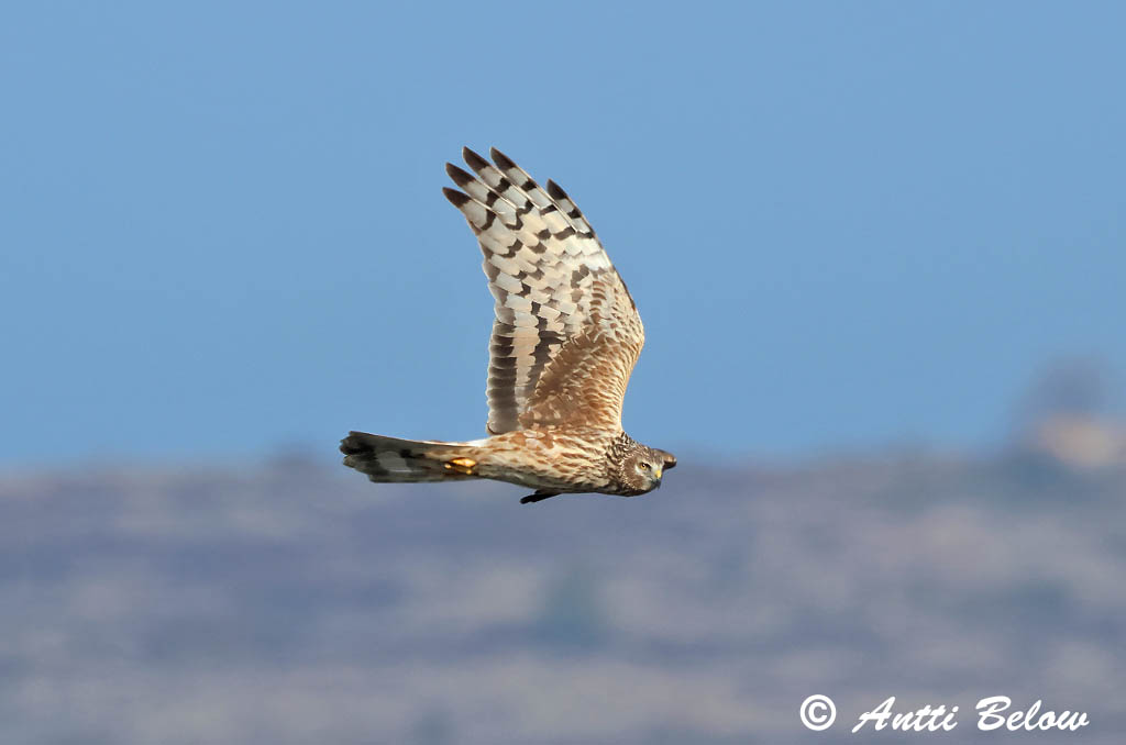 Signilskär 4/2025
Avainsanat: Arpella pàllida Blå kærhøg Blauwe kiekendief Hen Harrier Välja-loorkull Sinisuohaukka Busard Saint-Martin Kornweihe Kékes rétihéja Bláheiðir Myrhauk Tartaranhão-azulado Circus cyaneus Aguilucho Pálido Blå kärrhök