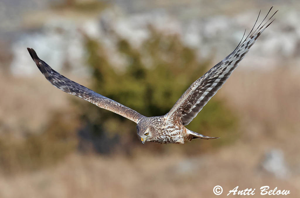 Signilskär 4/2025
Avainsanat: Arpella pàllida Blå kærhøg Blauwe kiekendief Hen Harrier Välja-loorkull Sinisuohaukka Busard Saint-Martin Kornweihe Kékes rétihéja Bláheiðir Myrhauk Tartaranhão-azulado Circus cyaneus Aguilucho Pálido Blå kärrhök