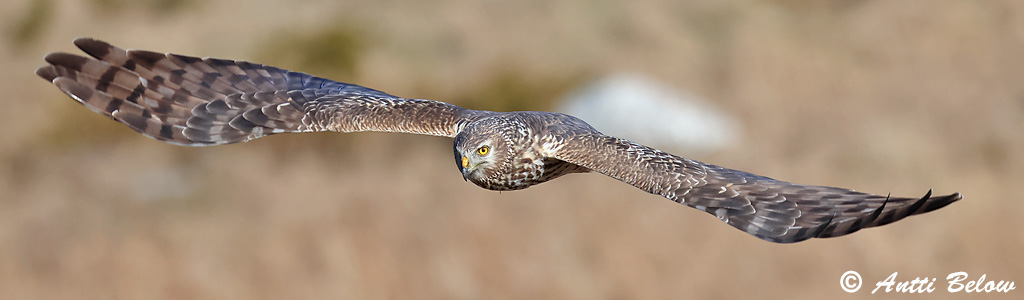 Signilskär 4/2025
Avainsanat: Arpella pàllida Blå kærhøg Blauwe kiekendief Hen Harrier Välja-loorkull Sinisuohaukka Busard Saint-Martin Kornweihe Kékes rétihéja Bláheiðir Myrhauk Tartaranhão-azulado Circus cyaneus Aguilucho Pálido Blå kärrhök