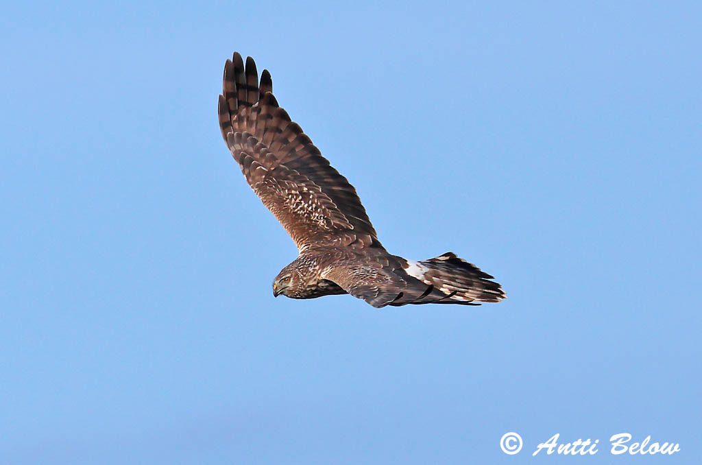 Signilskär 4/2025
Avainsanat: Arpella pàllida Blå kærhøg Blauwe kiekendief Hen Harrier Välja-loorkull Sinisuohaukka Busard Saint-Martin Kornweihe Kékes rétihéja Bláheiðir Myrhauk Tartaranhão-azulado Circus cyaneus Aguilucho Pálido Blå kärrhök