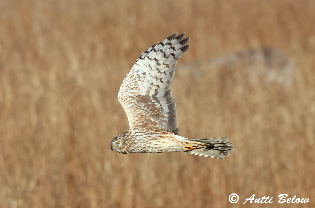 Signilskär 4/2025
Avainsanat: Arpella pàllida Blå kærhøg Blauwe kiekendief Hen Harrier Välja-loorkull Sinisuohaukka Busard Saint-Martin Kornweihe Kékes rétihéja Bláheiðir Myrhauk Tartaranhão-azulado Circus cyaneus Aguilucho Pálido Blå kärrhök