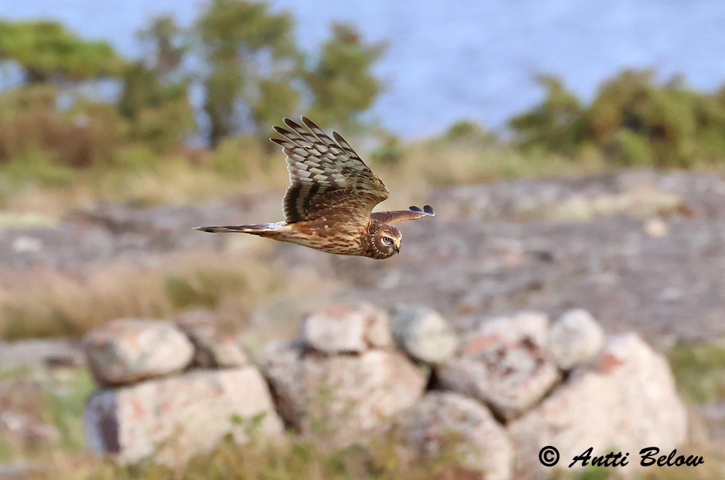 Signilskär 9/2023
Avainsanat: Arpella pàllida Blå kærhøg Blauwe kiekendief Hen Harrier Välja-loorkull Sinisuohaukka Busard Saint-Martin Kornweihe Kékes rétihéja Bláheiðir Myrhauk Tartaranhão-azulado Circus cyaneus Aguilucho Pálido Blå kärrhök