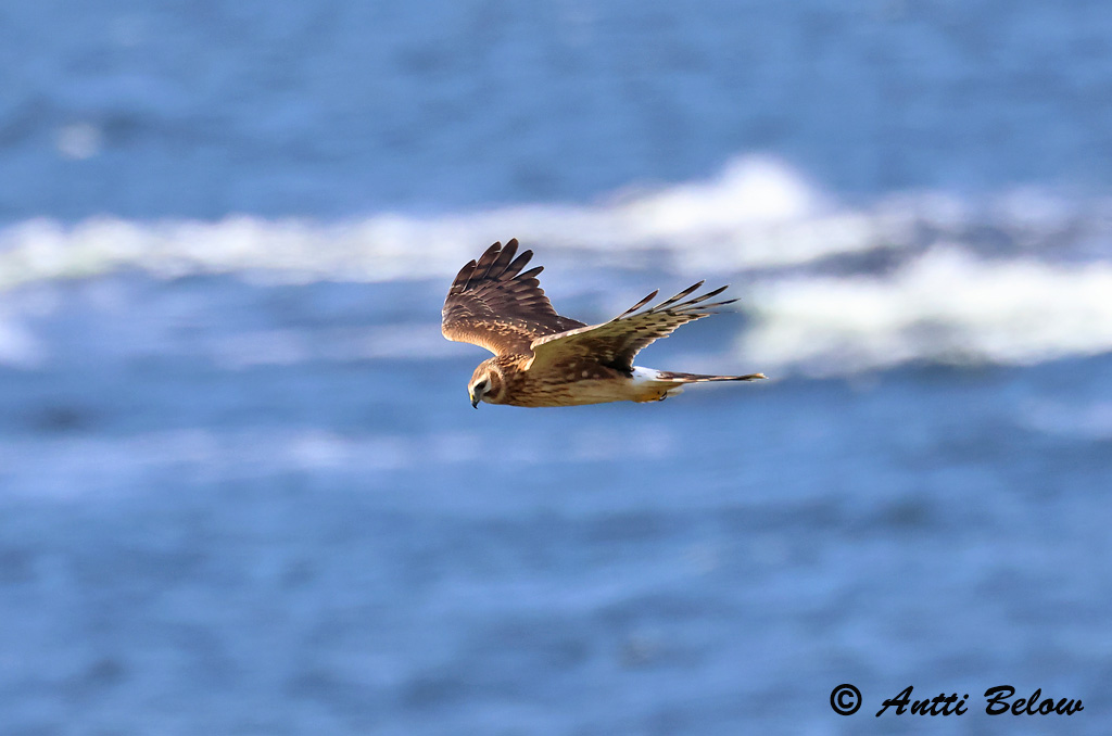 Signilskär 9/2023
Avainsanat: Arpella pàllida Blå kærhøg Blauwe kiekendief Hen Harrier Välja-loorkull Sinisuohaukka Busard Saint-Martin Kornweihe Kékes rétihéja Bláheiðir Myrhauk Tartaranhão-azulado Circus cyaneus Aguilucho Pálido Blå kärrhök