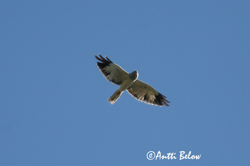 2cy
Avainsanat: Arpella pàllida Blå kærhøg Blauwe kiekendief Hen Harrier Välja-loorkull Sinisuohaukka Busard Saint-Martin Kornweihe Kékes rétihéja Bláheiðir Myrhauk Tartaranhão-azulado Circus cyaneus Aguilucho Pálido Blå kärrhök